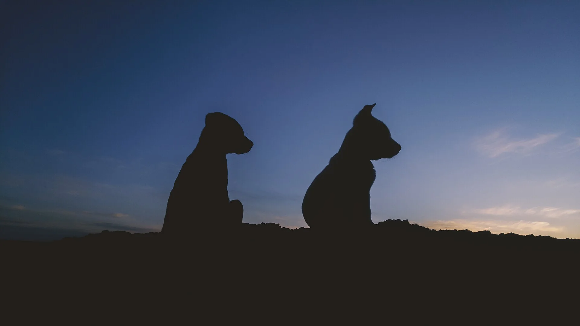 The wildlife of Iran include the fauna and flora of Iran., a dog photo on Pictures of Dog