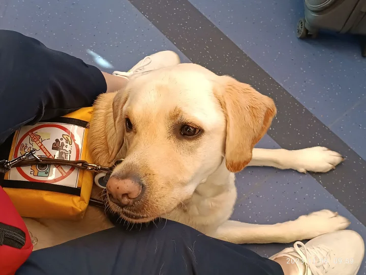 Yellow dog resting on a blue floor beside a bag · Dog photo — Pictures of Dog