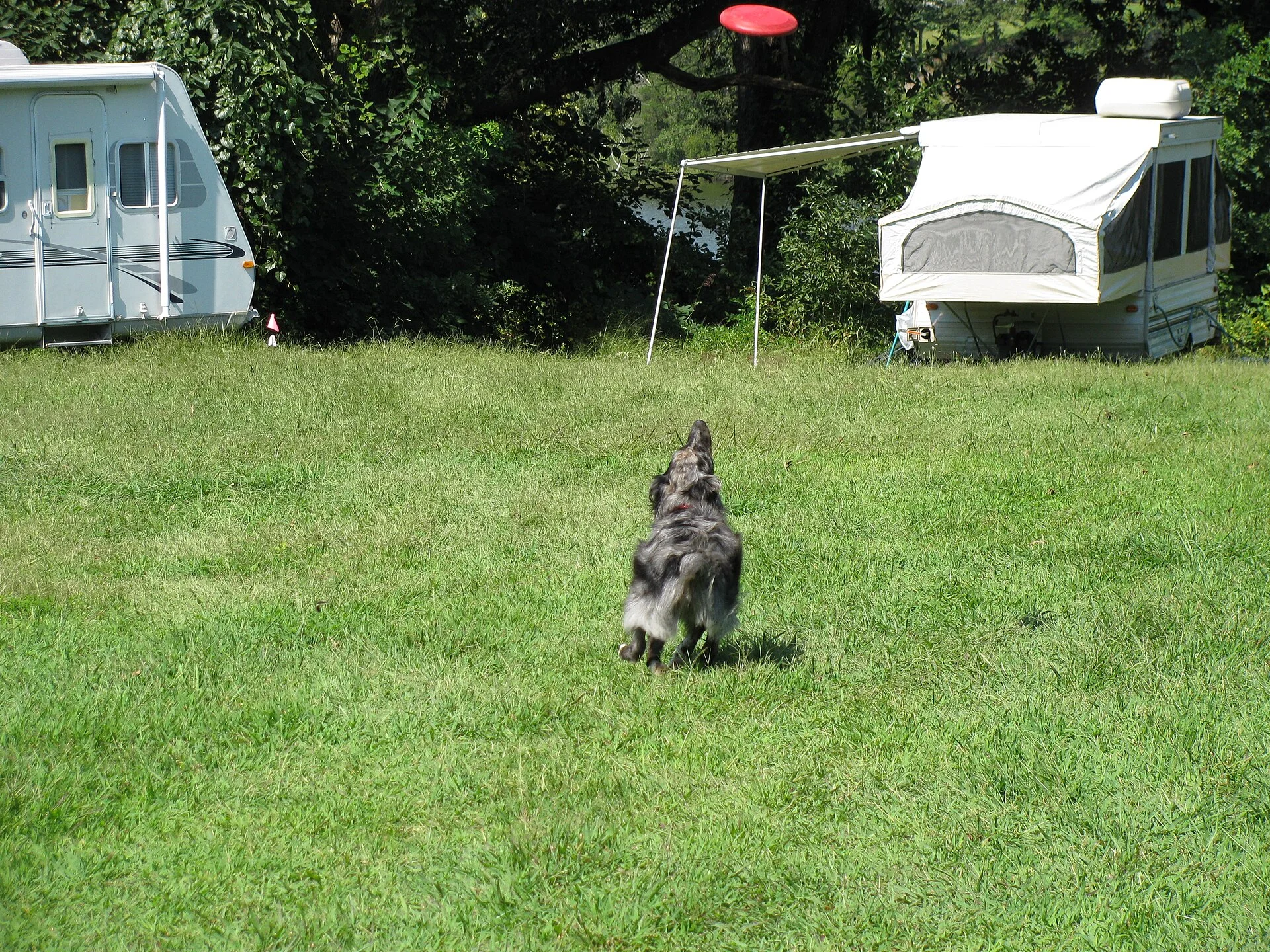Pictures of Dog의 강아지 사진, Australian Shepard playing Frisbee