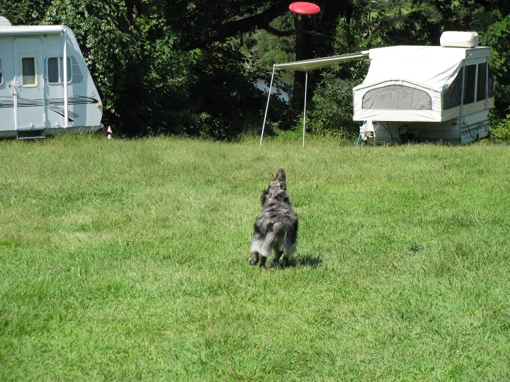 A gray dog beneath a red flying disc on a grassy campsite · Dog photo — Pictures of Dog