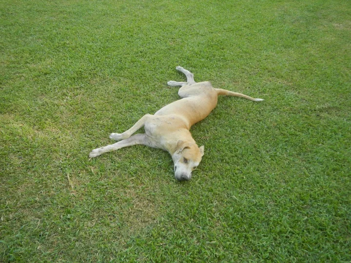 Pale dog stretched out on green grass · Dog photo — Pictures of Dog