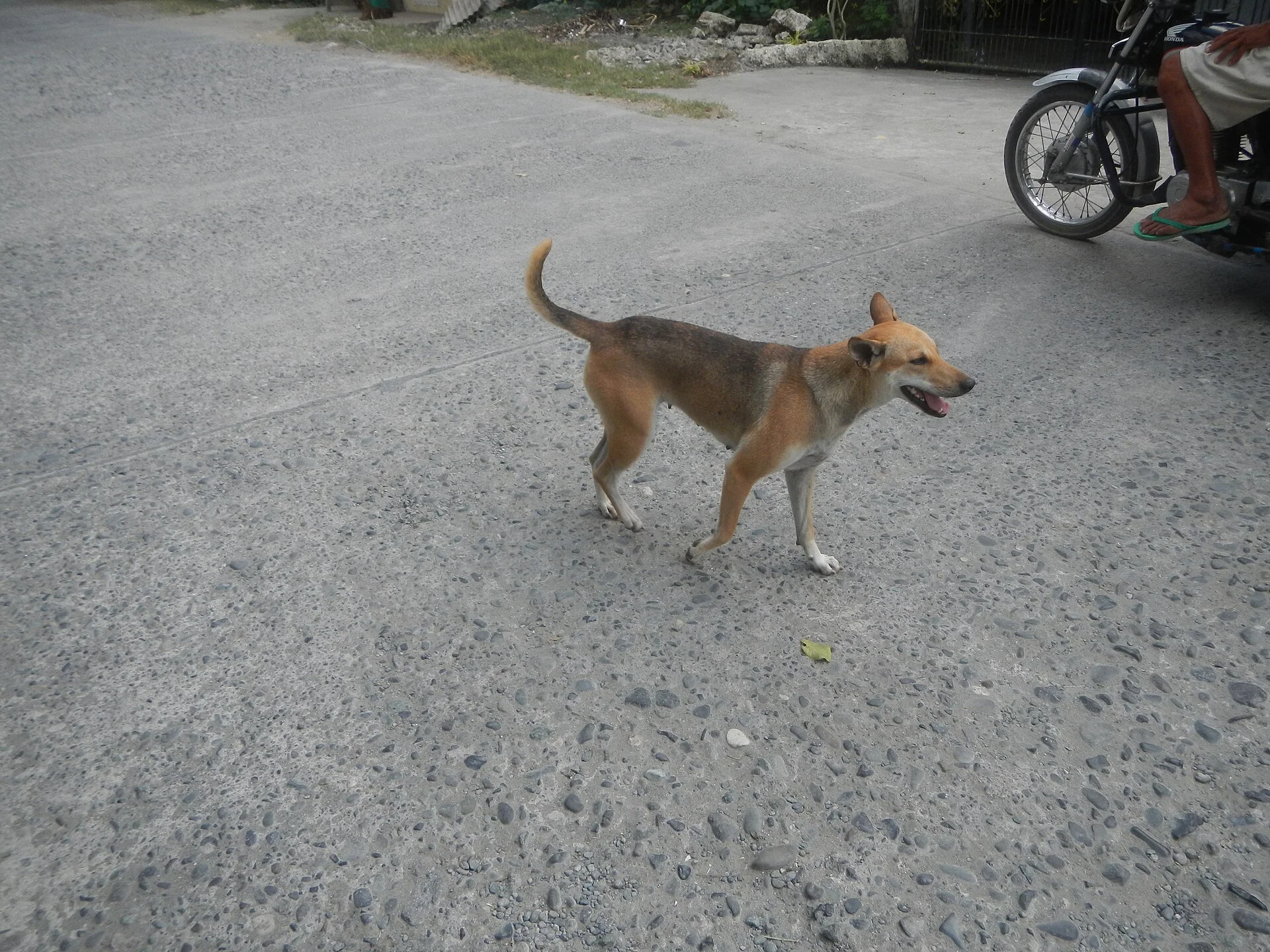 Sitios and puroks I-VII of Cabanbanan, Manaoag, Pangasinan Sitios and puroks I-VII of Santa Ines, Manaoag, Pangasinan Co, ein Hund-Foto auf Pictures of Dog