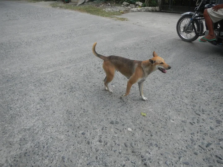 Brown and white dog standing beside a motorcycle · Dog photo — Pictures of Dog