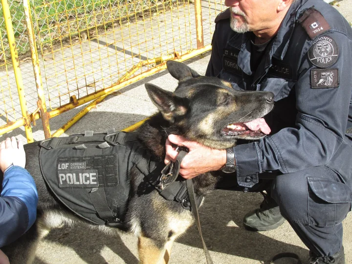 A black and tan dog wearing a working vest beside its handler · Dog photo — Pictures of Dog