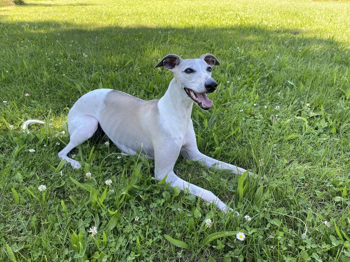 White and gray dog lying on grass with its mouth open · Dog photo — Pictures of Dog