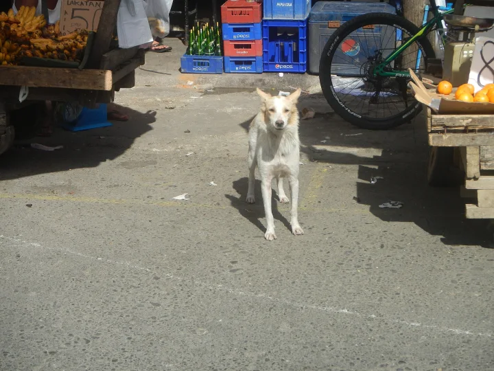 Pale dog facing the camera between market stalls · Dog photo — Pictures of Dog