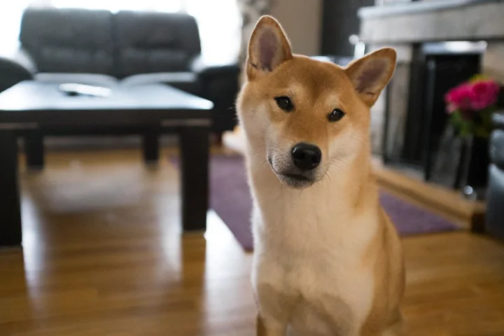 Tan and white dog sitting on a wooden living room floor · Dog photo — Pictures of Dog