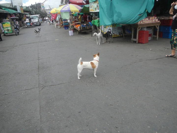 Two pale dogs standing near market stalls · Dog photo — Pictures of Dog