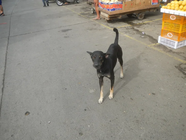 Black dog with pale paws standing on concrete · Dog photo — Pictures of Dog
