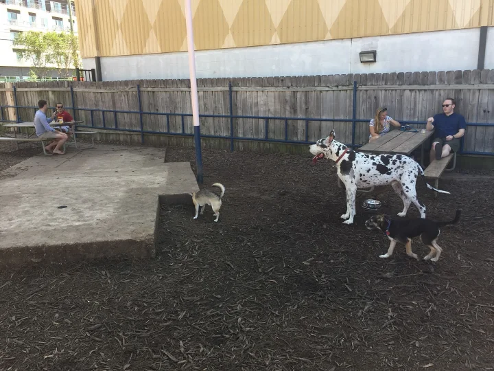 Several dogs in an outdoor fenced area beside benches · Dog photo — Pictures of Dog