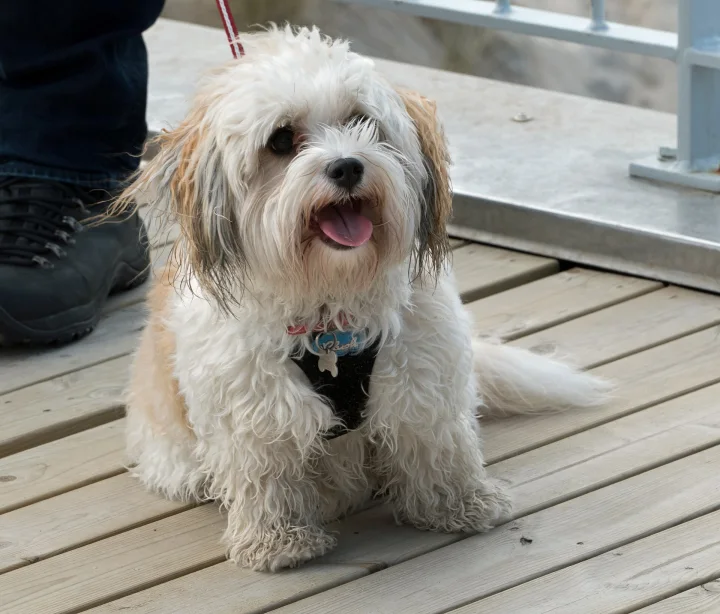 White and brown dog sitting on a wooden deck · Dog photo — Pictures of Dog