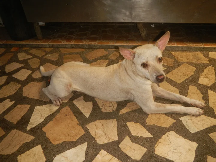 White dog with large ears lying on a patterned stone floor · Dog photo — Pictures of Dog