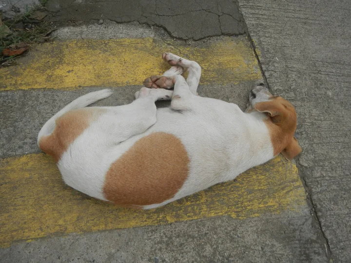 White and brown dog lying on yellow painted concrete · Dog photo — Pictures of Dog