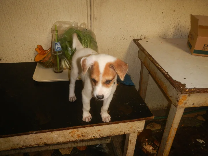 A brown and white puppy standing on a tabletop · Dog photo — Pictures of Dog