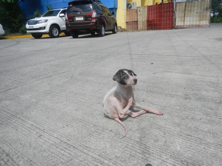 Baliwag Star Arena (Maharlika Highway, Pagala, Baliuag, Bulacan) in Barangay Pagala 14°58'14"N 120°53'26"E Baliuag, Bula, a dog photo on Pictures of Dog