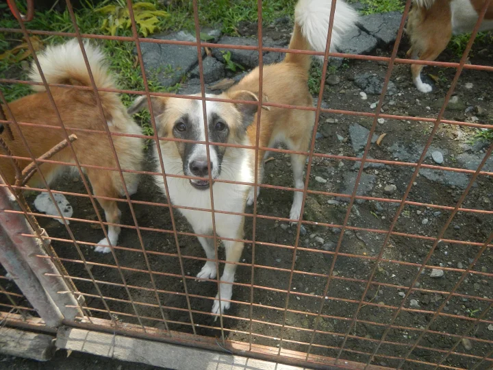 Several dogs behind a green wire fence · Dog photo — Pictures of Dog