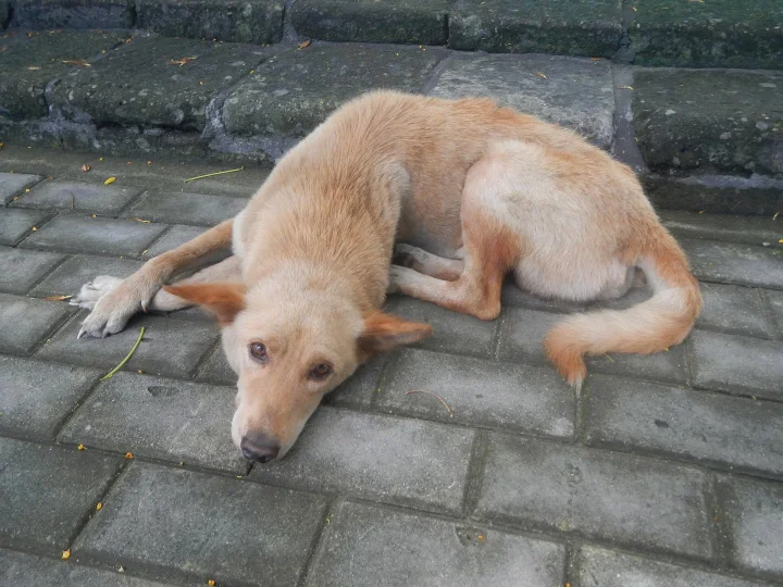 Tan dog lying with its head down on stone paving · Dog photo — Pictures of Dog