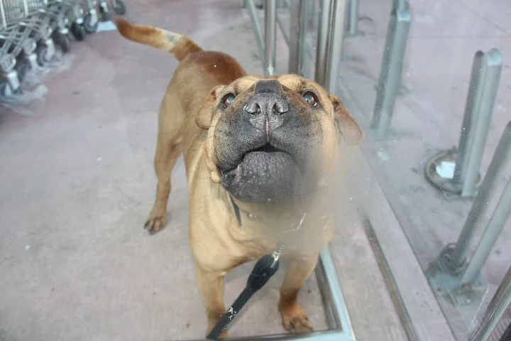 Tan dog looking up beside a glass door · Dog photo — Pictures of Dog