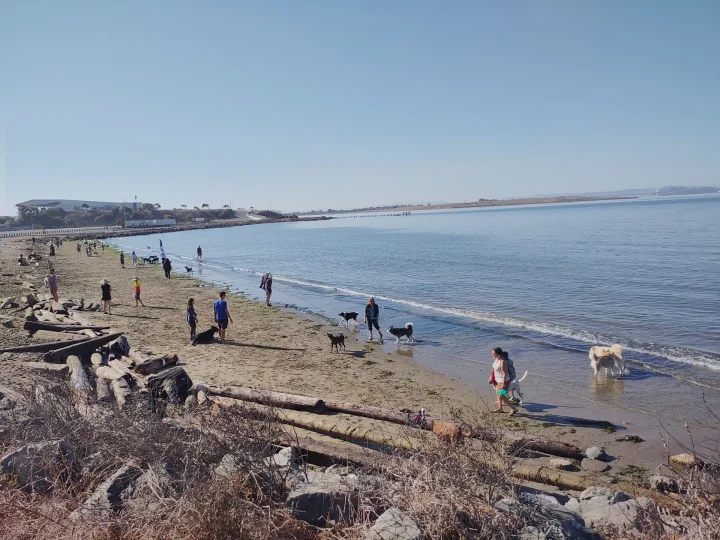 Dog by the water photos
