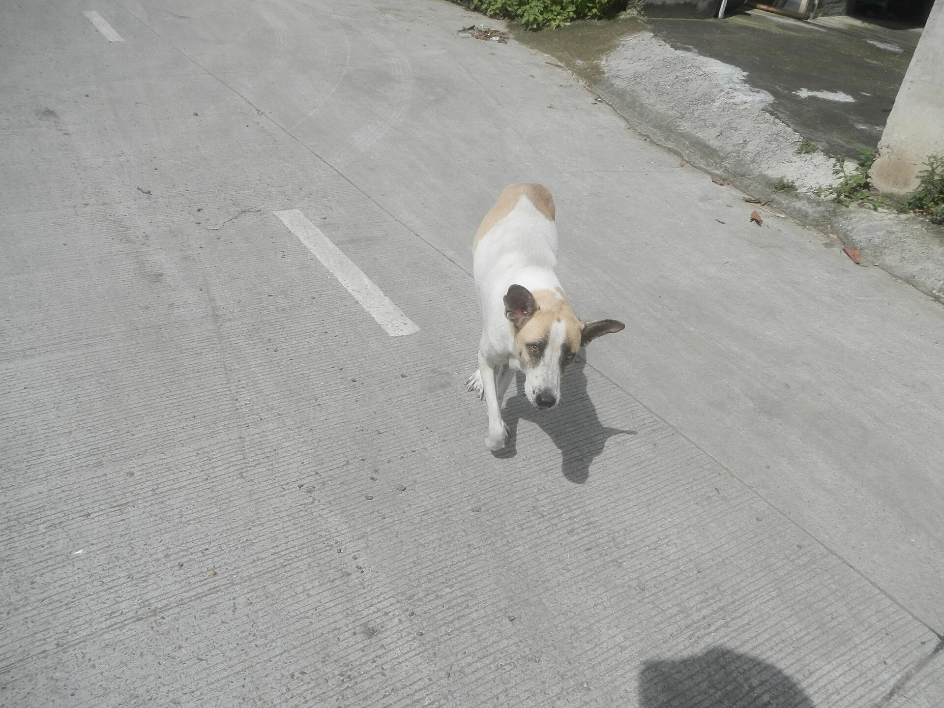 Tambubong San Rafael, Bulacan, ein Hund-Foto auf Pictures of Dog
