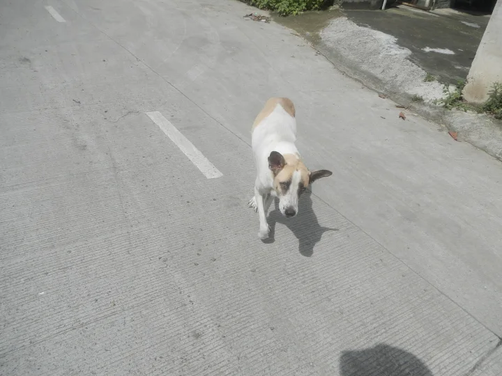 White and brown dog walking along a gray road · Dog photo — Pictures of Dog