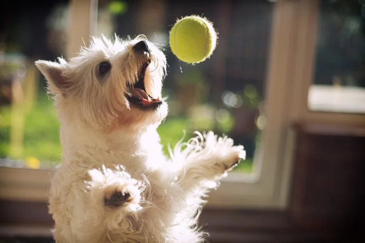 Small pale dog jumping toward a yellow ball · Dog photo — Pictures of Dog