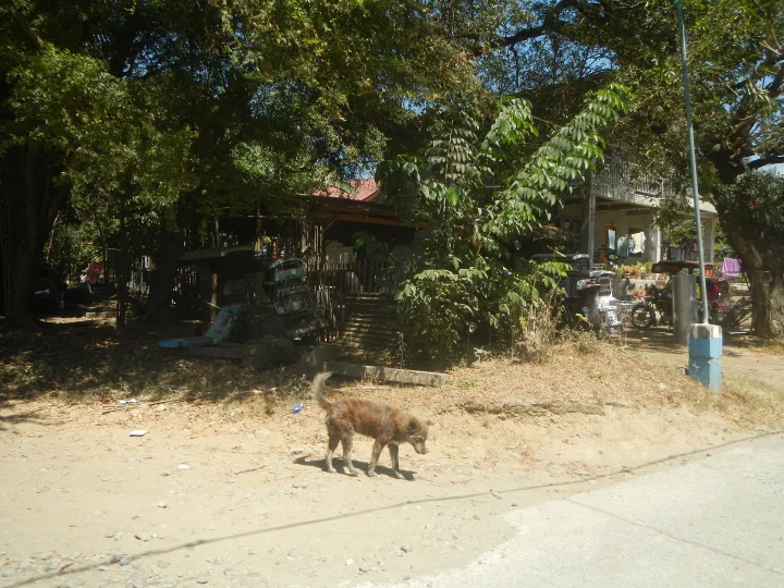 A shaggy dog walking beside a tree-lined road · Dog photo — Pictures of Dog