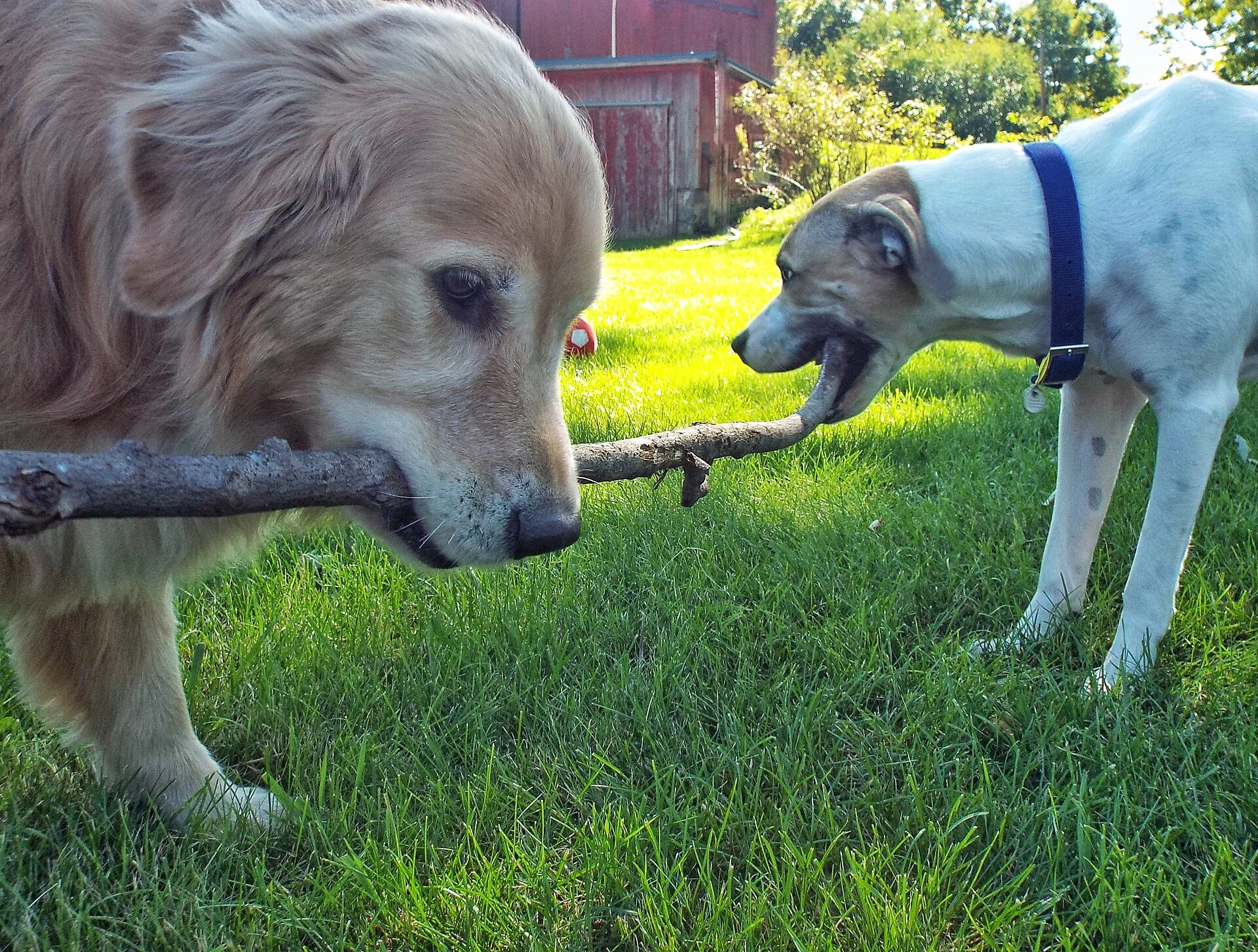 Working together? or against each other? They wouldn't look at each other, nor would either let go of the stick., ein Hund-Foto auf Pictures of Dog