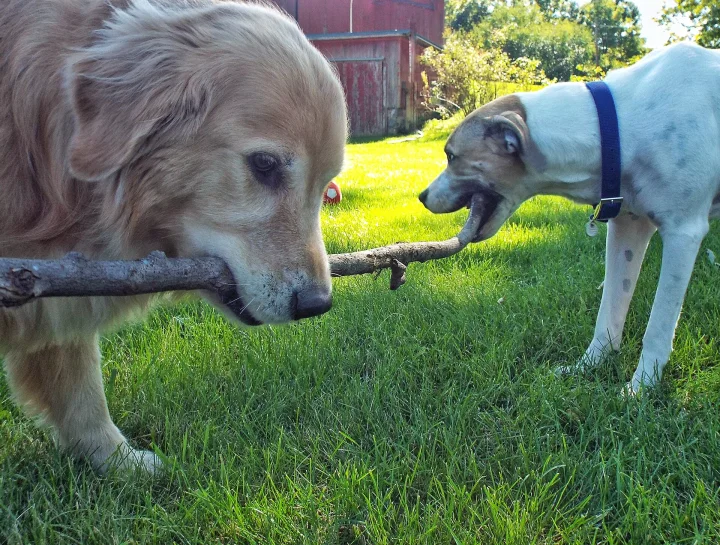Two dogs holding opposite ends of a stick on grass · Dog photo — Pictures of Dog