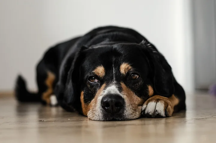 Black and tan dog resting its head on a wooden floor · Dog photo — Pictures of Dog