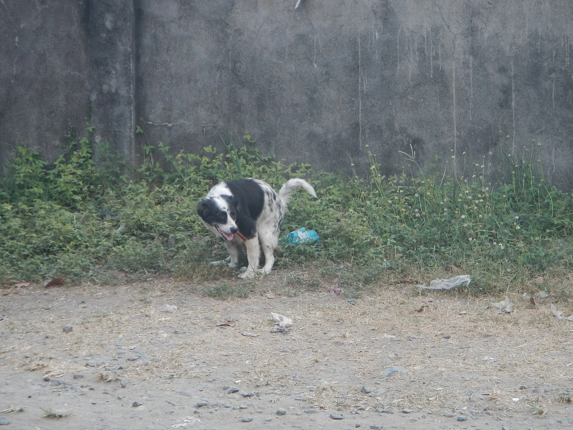 Empty streets and establishment closures during the COVID-19 pandemic in Baliuag (Sitios, puroks, zones and villages - M, a dog photo on Pictures of Dog