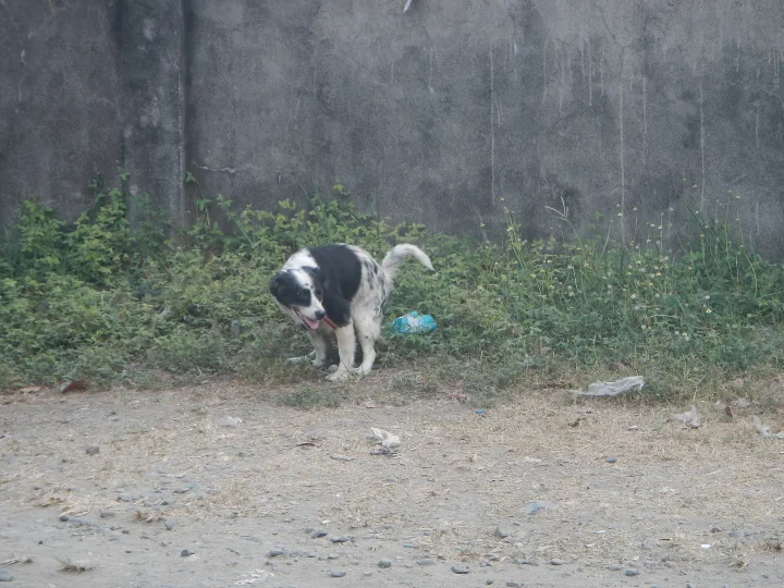 Empty streets and establishment closures during the COVID-19 pandemic in Baliuag (Sitios, puroks, zones and villages - M, a dog photo on Pictures of Dog