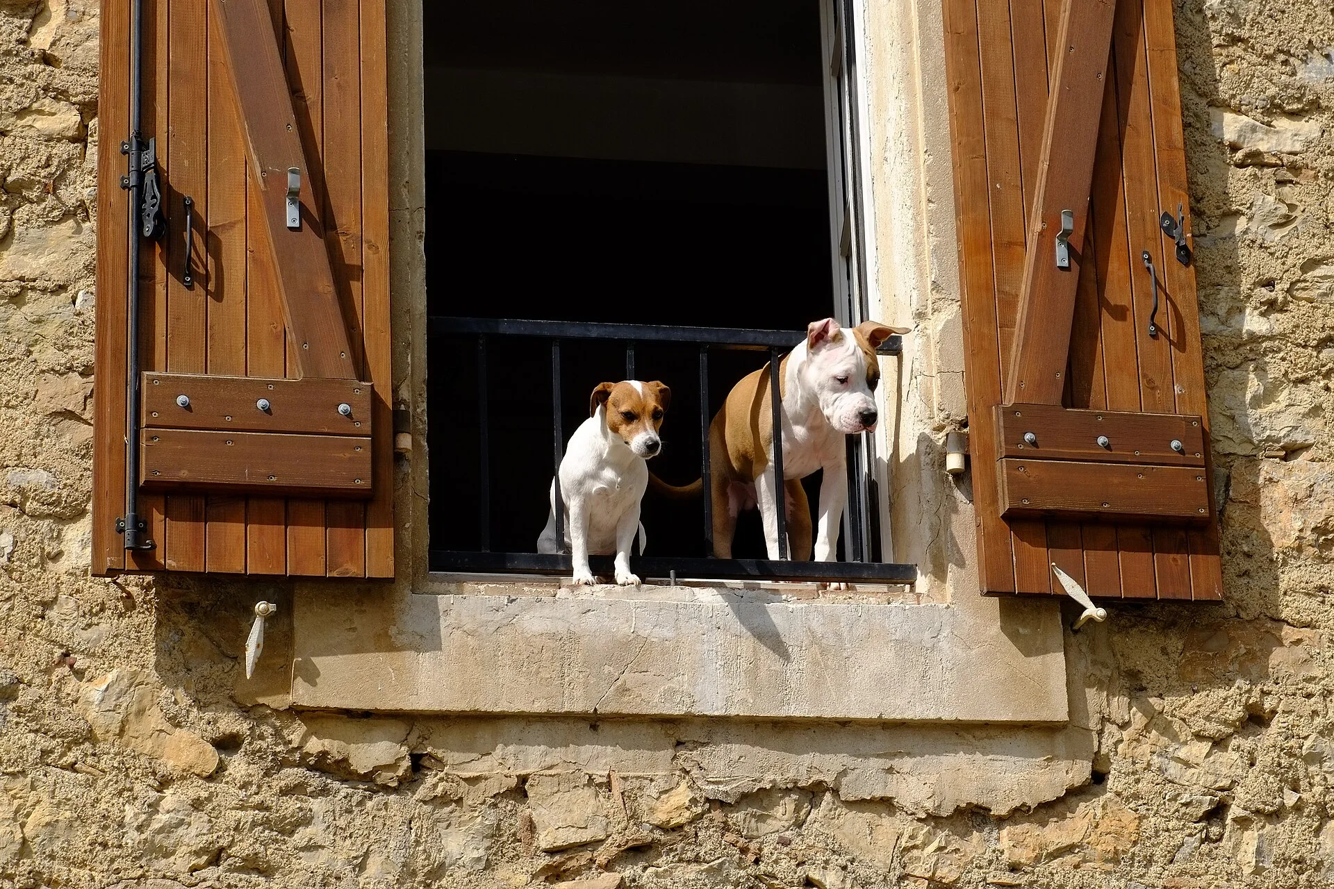 Watchdogs, ein Hund-Foto auf Pictures of Dog