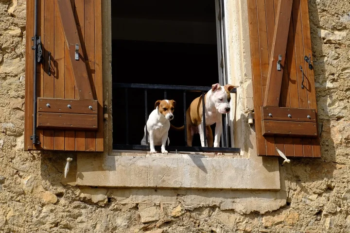 Two dogs at an open window with wooden shutters · Dog photo — Pictures of Dog