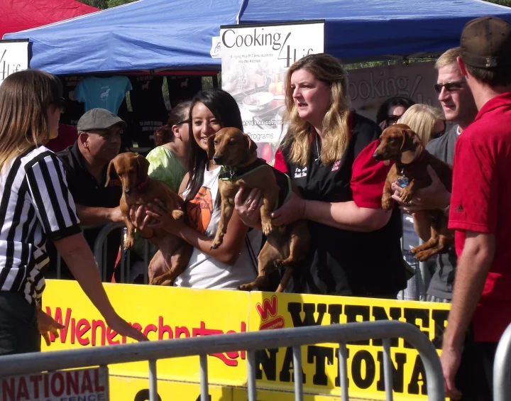 People holding small dogs beside tents at an outdoor event · Dog photo — Pictures of Dog