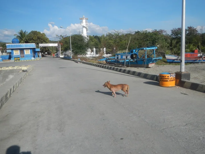 Tan dog crossing a road near blue buildings · Dog photo — Pictures of Dog