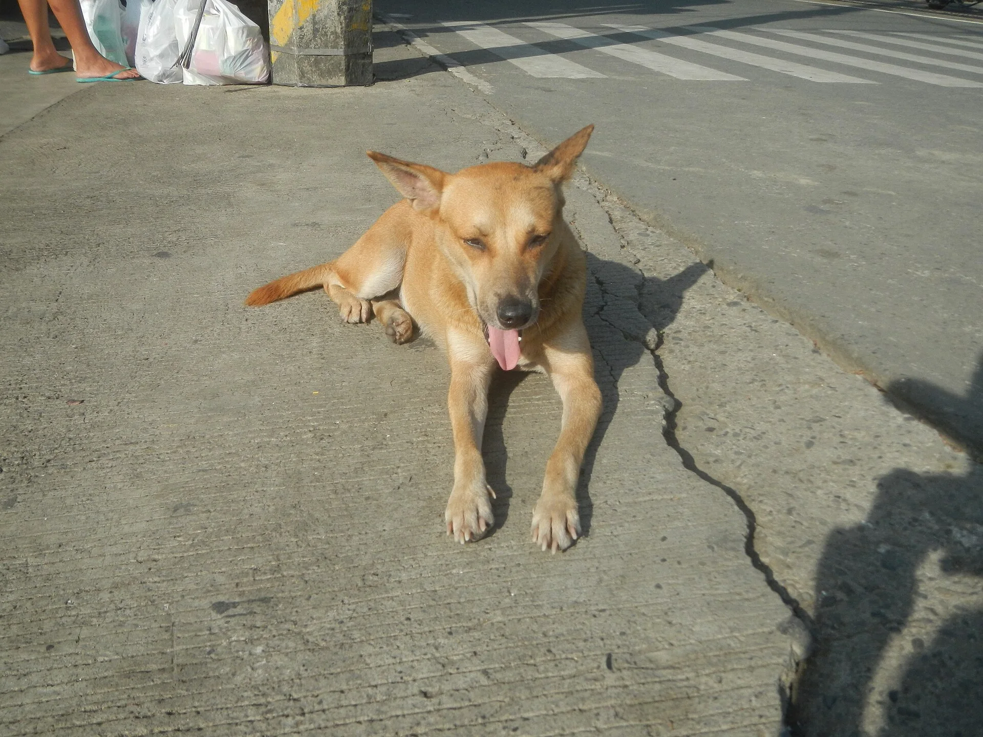 Poblacion, Baliuag, Bulacan during Timeline of the 2020 coronavirus pandemic in the Philippines 2020 coronavirus pandemi, a dog photo on Pictures of Dog