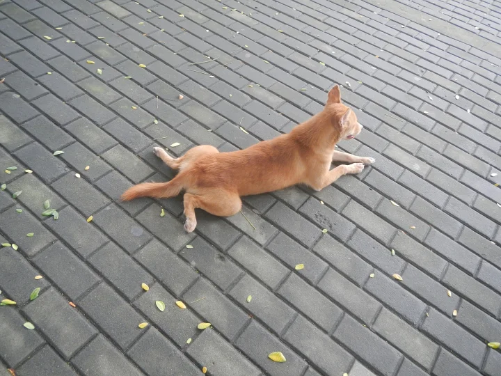 Tan dog stretched out on dark paving bricks · Dog photo — Pictures of Dog