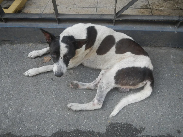 A black and white dog lying on gray pavement · Dog photo — Pictures of Dog