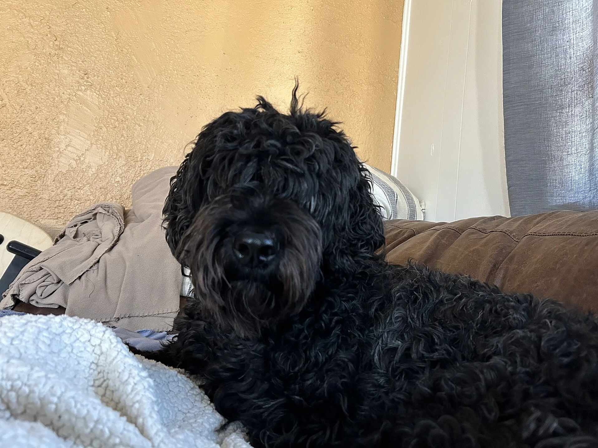 Black Dog, ein Hund-Foto auf Pictures of Dog
