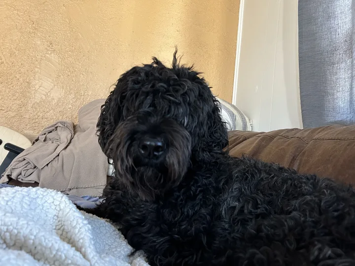 Black shaggy dog lying on a couch · Dog photo — Pictures of Dog