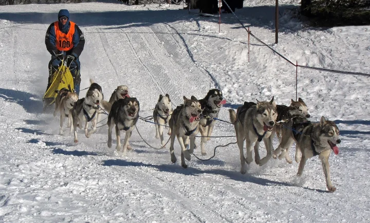 A team of dogs pulling a sled along a snowy track · Dog photo — Pictures of Dog