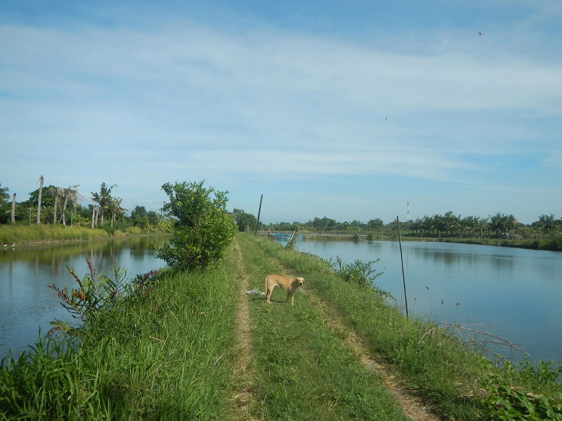 Pictures of Dog의 강아지 사진, Baybay Lopez, Binmaley, Pangasinan Baybay Polong, Binmaley, Pangasinan Malindong, Binmaley, Pangasinan Fish ponds in Bin