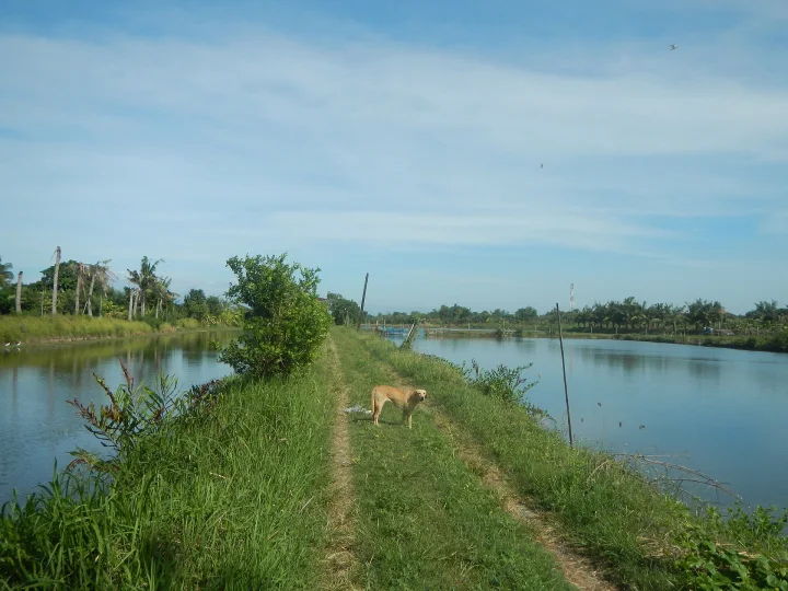 A tan dog on a grassy path between two stretches of water · Dog photo — Pictures of Dog