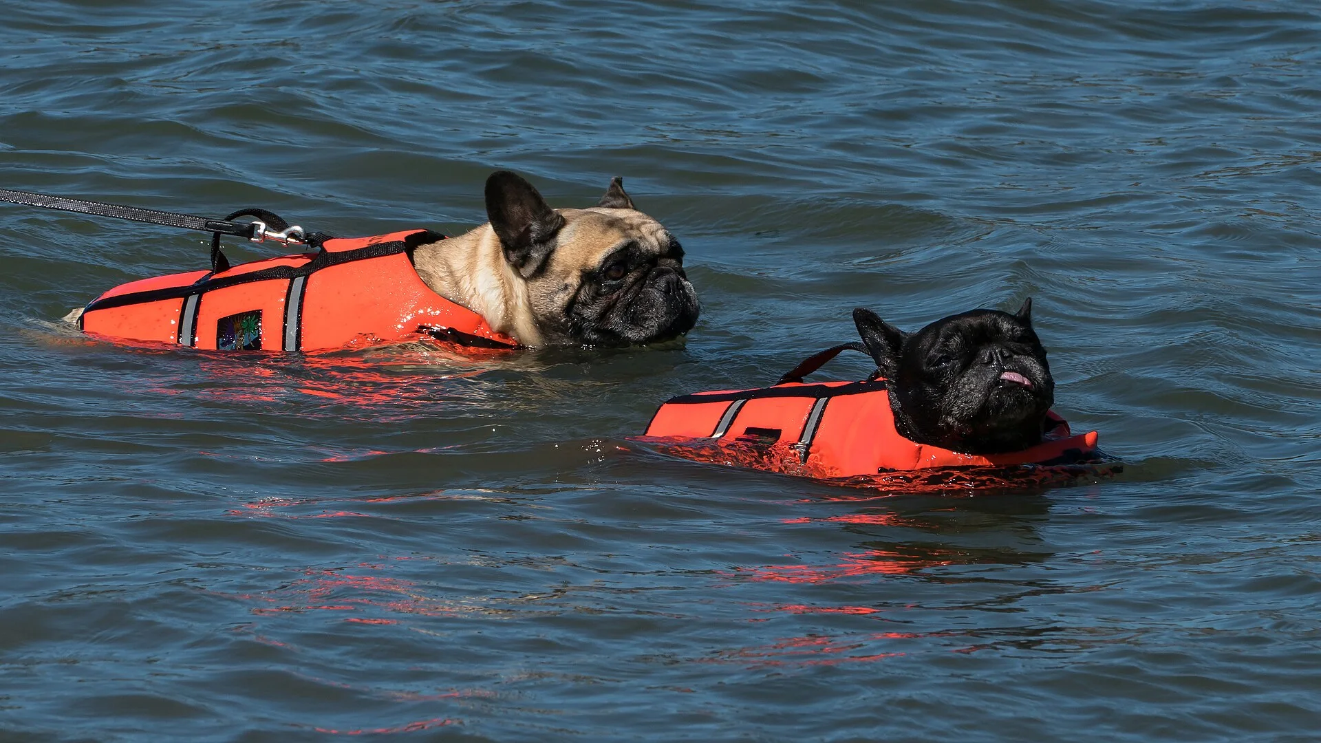 Two French bulldogs swimming in life jackets in the water at Sandvik beach by Brofjorden, Lysekil Municipality, Sweden., una foto de perro en Pictures of Dog