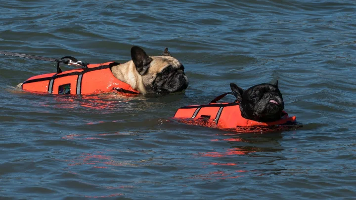 Two dogs in orange life jackets in blue water · Dog photo — Pictures of Dog