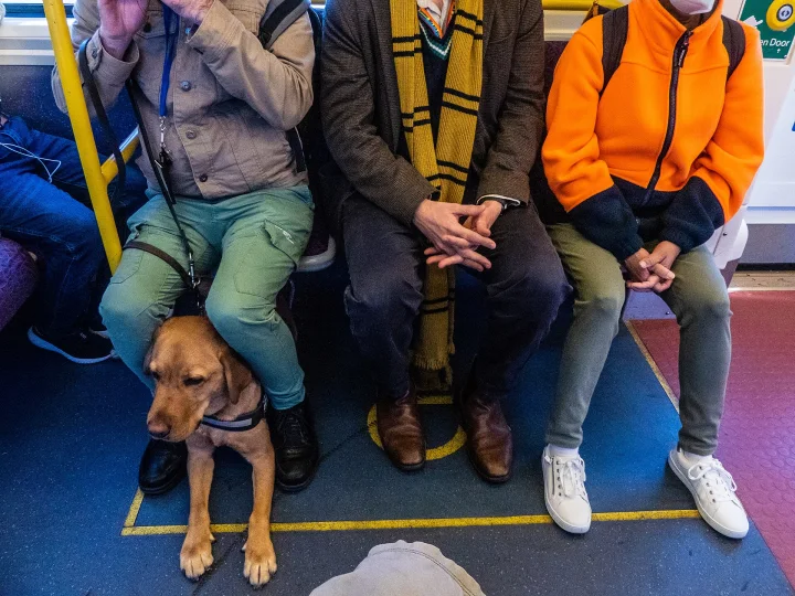 A brown dog sitting at its handler's feet on public transport · Dog photo — Pictures of Dog