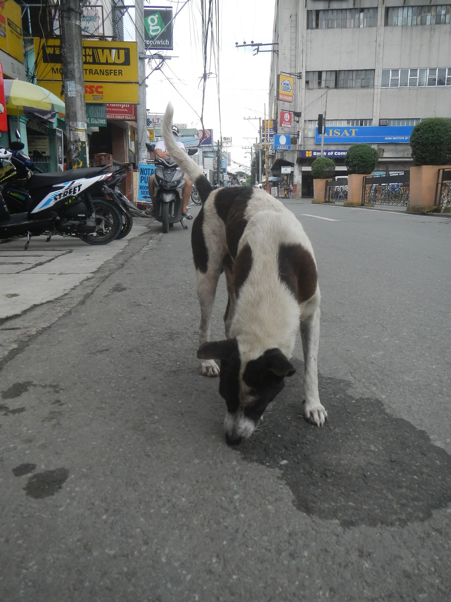 Effects of Tropical Storm Ofel Habagat, a dog photo on Pictures of Dog