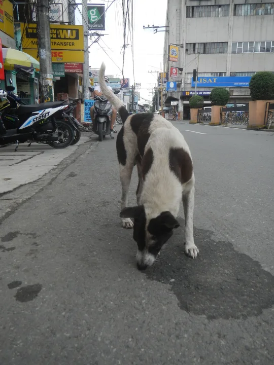 Effects of Tropical Storm Ofel Habagat, a dog photo on Pictures of Dog