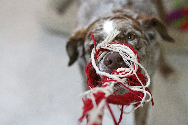 A brindle dog holding a red and white rope toy · Dog photo — Pictures of Dog